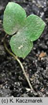 Hepatica nobilis (przylaszczka pospolita)