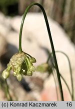 Allium cyaneum (czosnek modry)