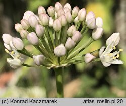 Allium denudatum