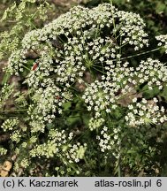 Peucedanum oreoselinum (gorysz pagórkowy)