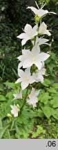 Campanula latiloba