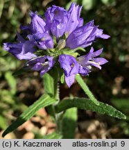 Campanula cervicaria (dzwonek szczeciniasty)