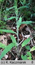 Campanula cervicaria (dzwonek szczeciniasty)