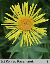 Inula salicina (oman wierzbolistny)