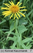 Inula salicina (oman wierzbolistny)