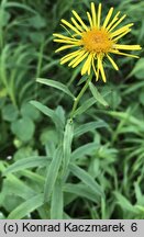 Inula salicina (oman wierzbolistny)