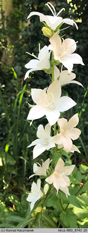 Campanula latiloba