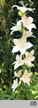 Campanula latiloba