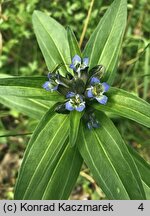 Gentiana cruciata (goryczka krzyżowa)