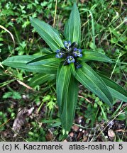 Gentiana cruciata (goryczka krzyżowa)