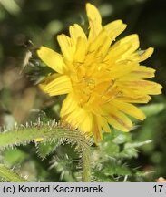 Picris echioides (goryczel żmijowcowy)