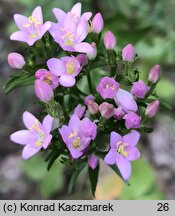 Centaurium erythraea (centuria pospolita)