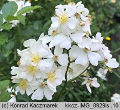 Rosa multiflora (róża wielokwiatowa)