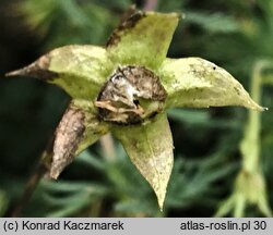 Campanula betulifolia (dzwonek brzozolistny)