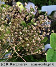 Sedum album (rozchodnik biały)