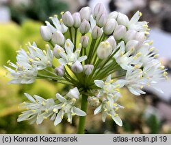 Allium denudatum