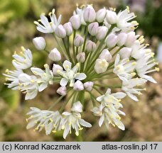 Allium denudatum