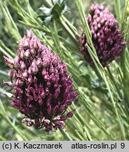 Allium sphaerocephalon (czosnek główkowaty)