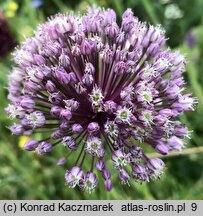 Allium ampeloprasum (czosnek dziki)