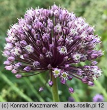 Allium ampeloprasum (czosnek dziki)