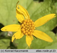 Arnica lanceolata ssp. prima