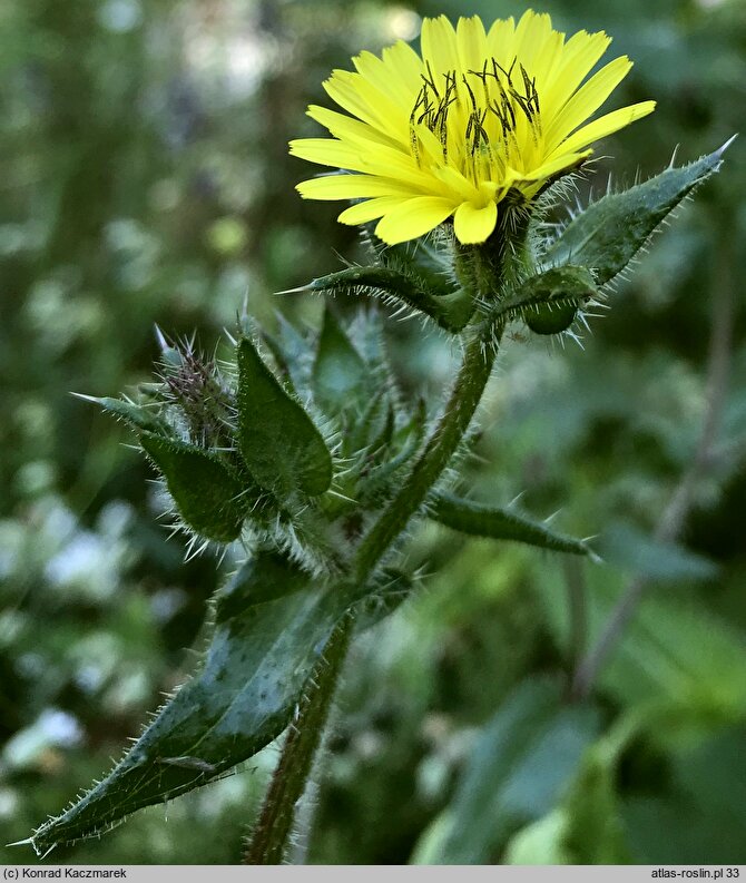 Picris echioides (goryczel żmijowcowy)