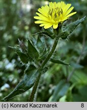 Picris echioides (goryczel żmijowcowy)