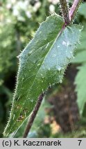 Picris echioides (goryczel żmijowcowy)