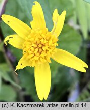 Arnica lanceolata ssp. prima