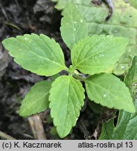 Elsholtzia ciliata (marzymięta grzebieniasta)