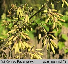 Macleaya cordata (bokkonia sercowata)