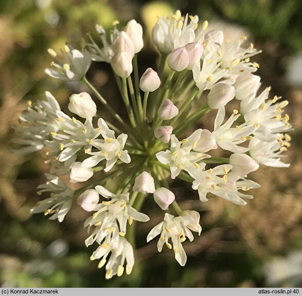 Allium denudatum