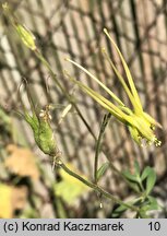 Aquilegia chaplinei