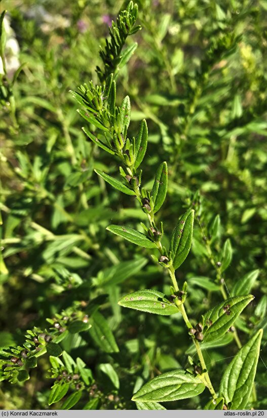 Lithospermum officinale (nawrot lekarski)