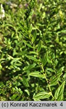 Lithospermum officinale (nawrot lekarski)