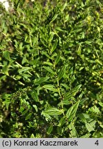 Lithospermum officinale (nawrot lekarski)