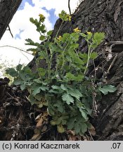 Chelidonium majus (glistnik jaskółcze ziele)