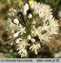 Allium denudatum