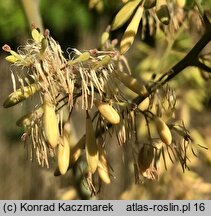 Macleaya cordata (bokkonia sercowata)