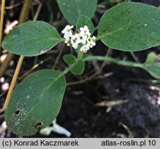 Heliotropium europaeum (heliotrop zwyczajny)