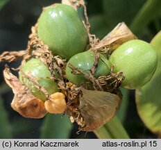 Haemanthus albiflos (krasnokwiat białokwiatowy)