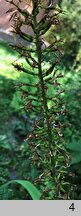 Ligularia przewalskii (języczka Przewalskiego)