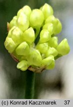 Allium ericetorum