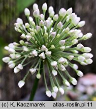 Allium nutans (czosnek krętolistny)