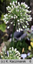 Allium nutans (czosnek krętolistny)