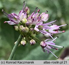 Allium kermesinum