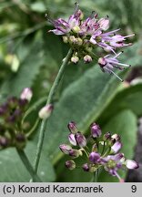 Allium kermesinum