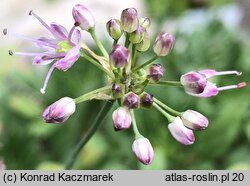 Allium kermesinum