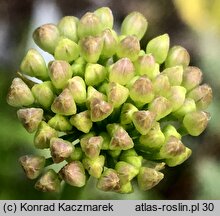 Allium senescens ssp. montanum (czosnek skalny)