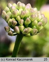 Allium senescens ssp. montanum (czosnek skalny)